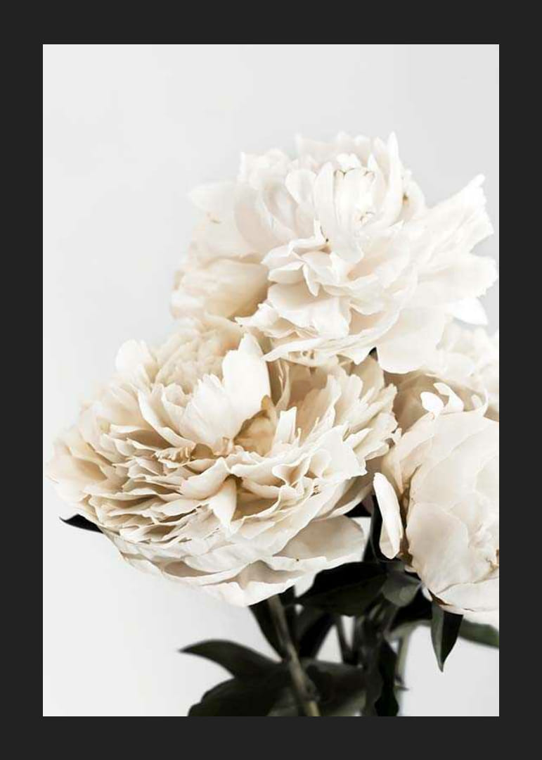 Fotografische Nahaufnahme von weißen Pfingstrosen vor hellem Hintergrund-12