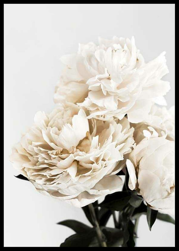 Peonies Closeup-12