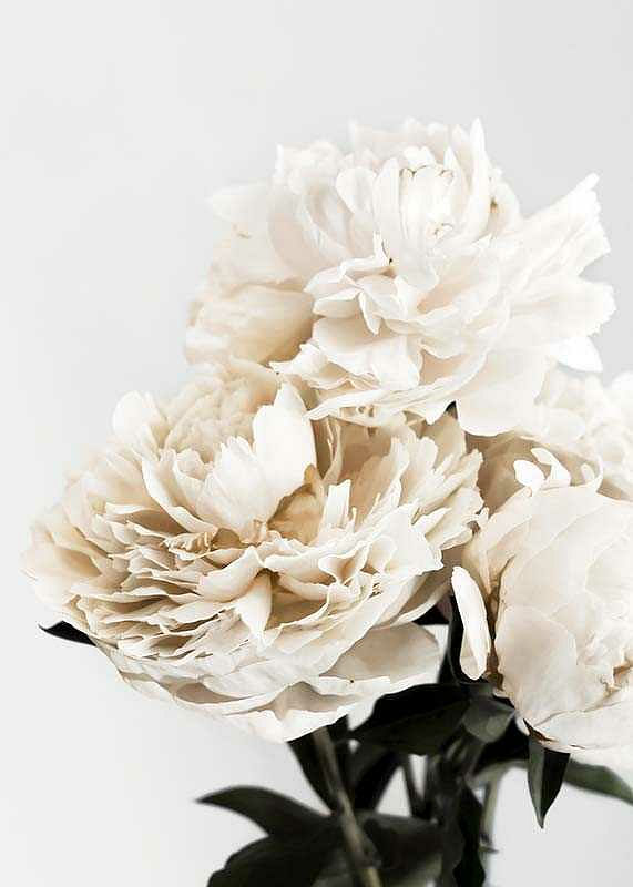 Peonies Closeup-12