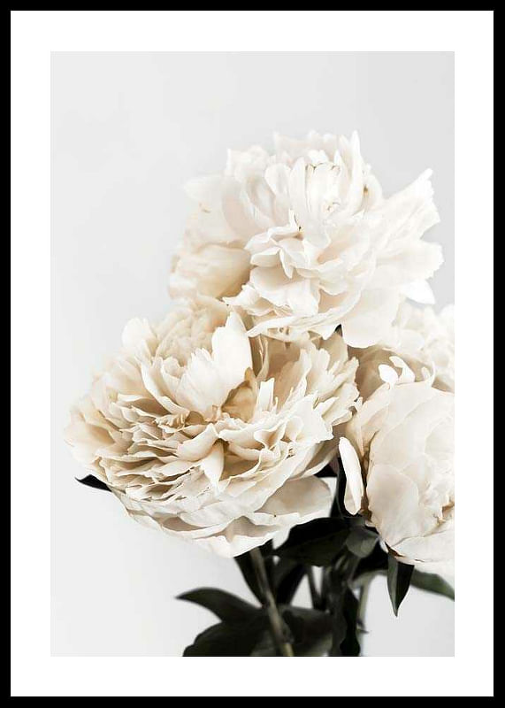 Peonies Closeup-12