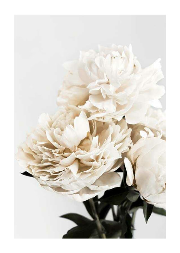 Plakāts Peonies Closeup