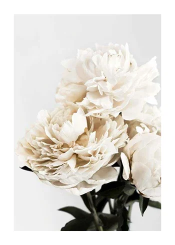 Poster Peonies Closeup