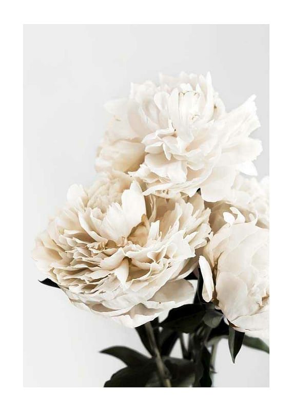 Peonies Closeup-12