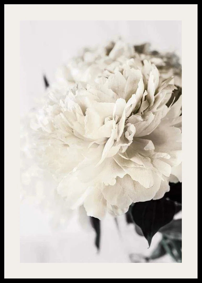 Photographic close-up of white peony against light background-12