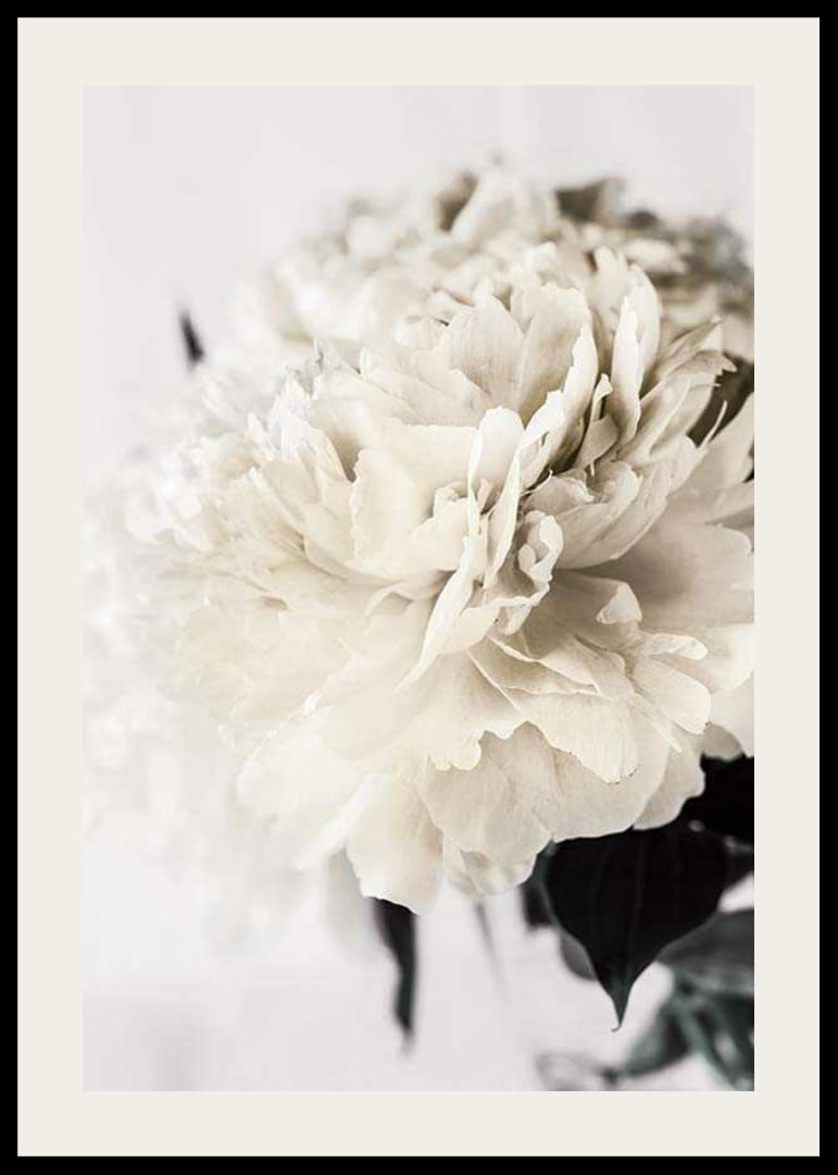 Fotografische Nahaufnahme einer weißen Pfingstrose vor hellem Hintergrund-12