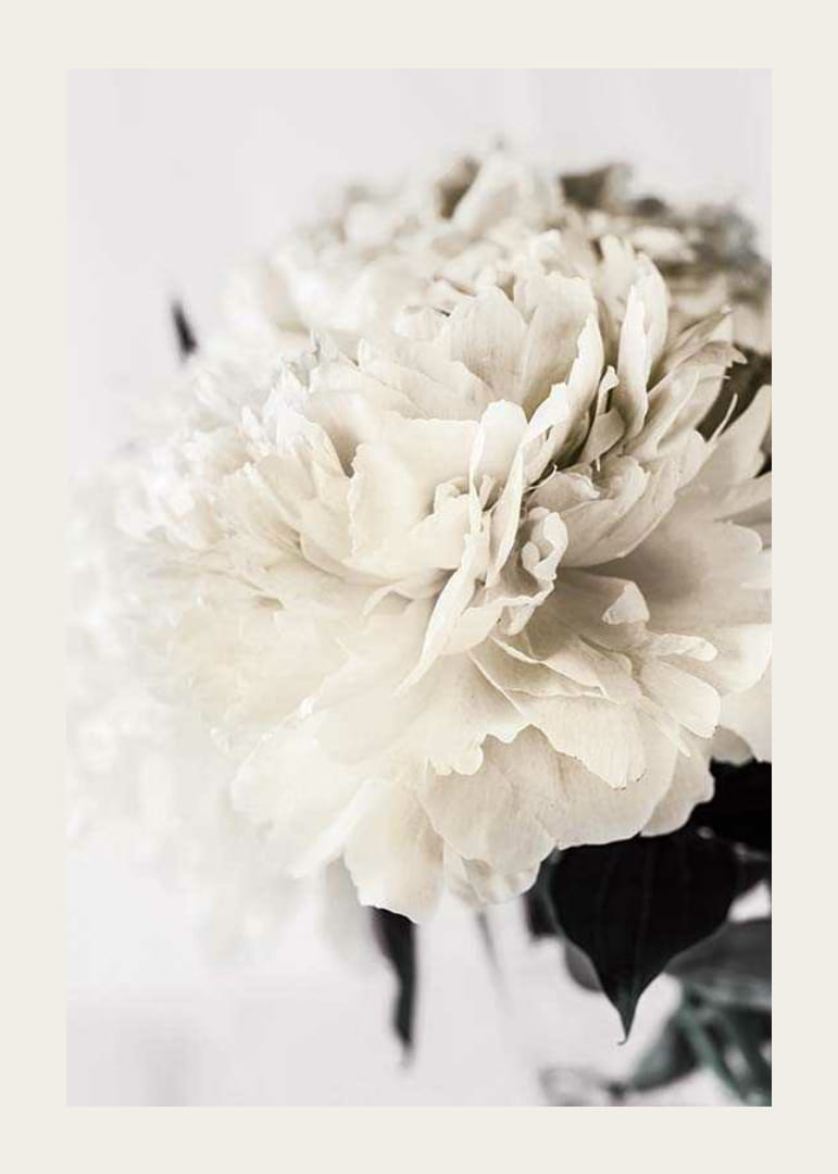 Fotografische Nahaufnahme einer weißen Pfingstrose vor hellem Hintergrund-12