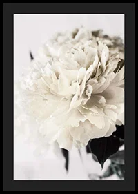 Photographic close-up of white peony against light background-4