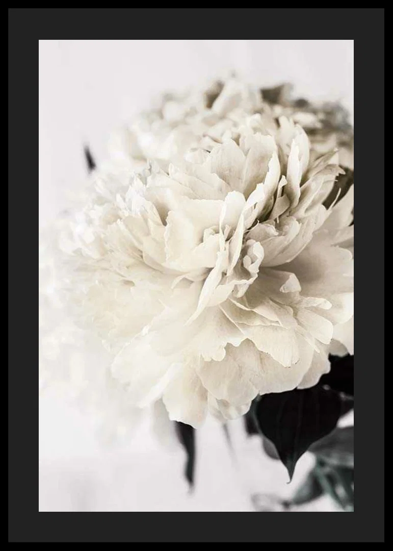 Photographic close-up of white peony against light background-12