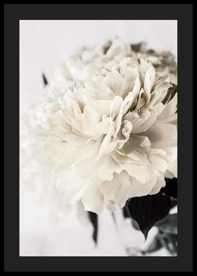 Fotografische Nahaufnahme einer weißen Pfingstrose vor hellem Hintergrund-12