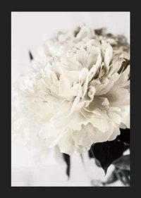 Photographic close-up of white peony against light background-5