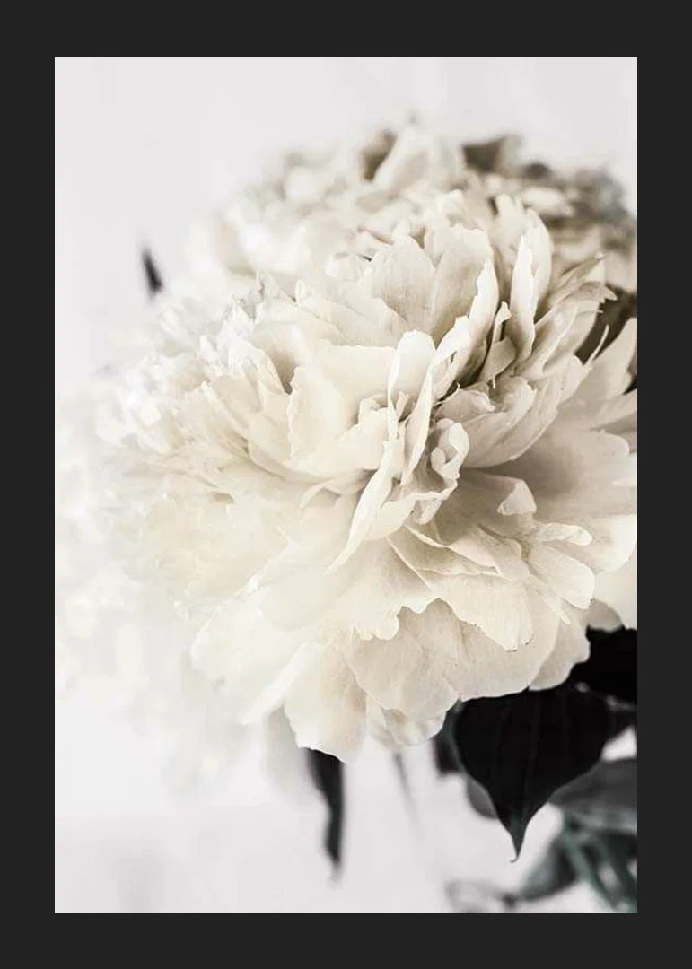 Photographic close-up of white peony against light background-12