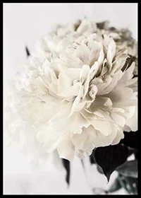 Photographic close-up of white peony against light background-6