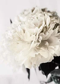 Photographic close-up of white peony against light background-7