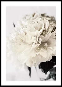 Photographic close-up of white peony against light background-0