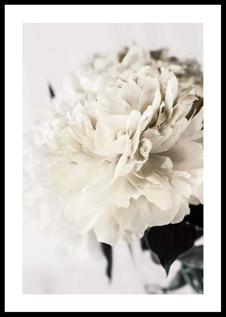 Photographic close-up of white peony against light background-12