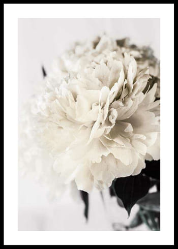 Poster Peony Closeup