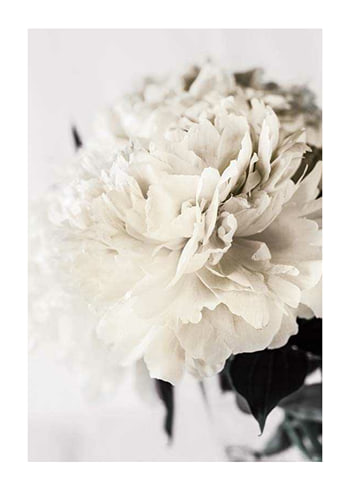 Poster Peony Closeup