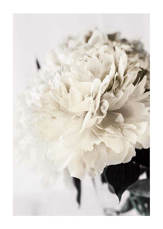 Peony Closeup-12