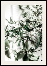 Photographic close-up of the olive tree's narrow green leaves-2