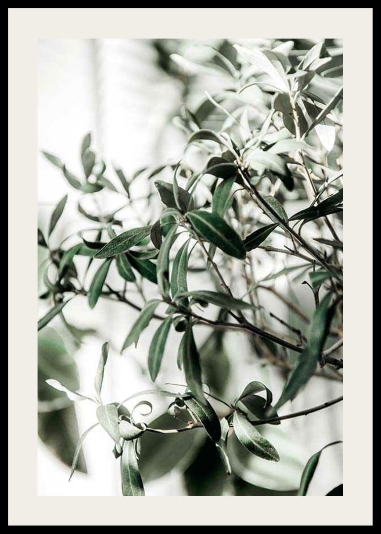 Photographic close-up of the olive tree's narrow green leaves-12