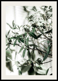 Fotografisk närbild av olivträdets smala gröna blad-2