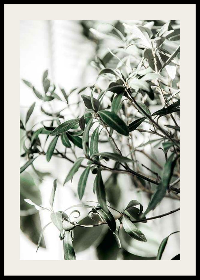 Fotografisk närbild av olivträdets smala gröna blad-12