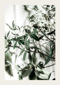 Photographic close-up of the olive tree's narrow green leaves-3