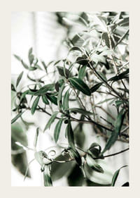 Fotografisk närbild av olivträdets smala gröna blad-3