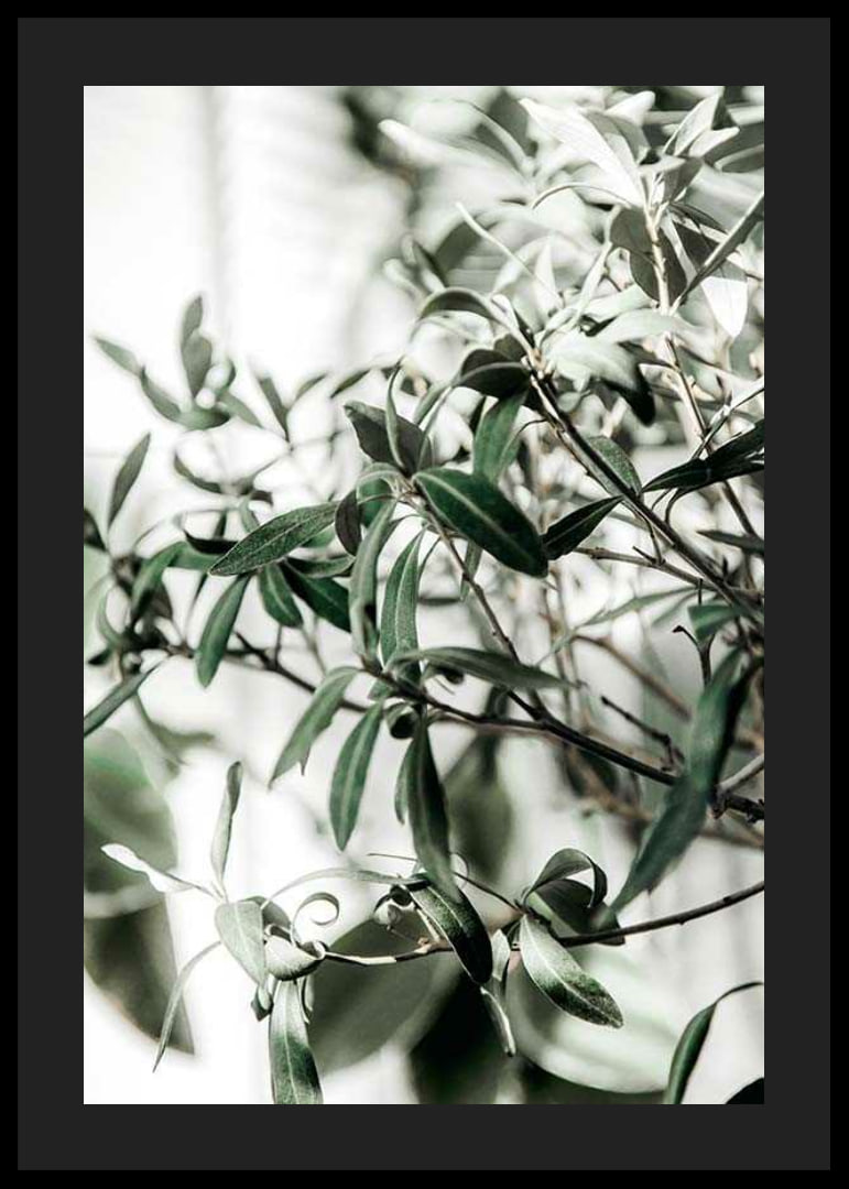 Photographic close-up of the olive tree's narrow green leaves-12