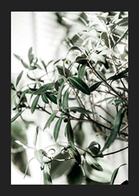 Photographic close-up of the olive tree's narrow green leaves-5