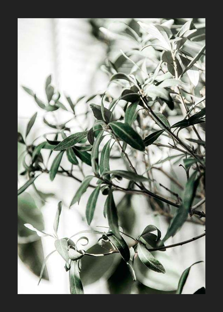 Photographic close-up of the olive tree's narrow green leaves-12