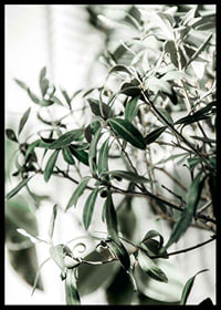 Photographic close-up of the olive tree's narrow green leaves-6