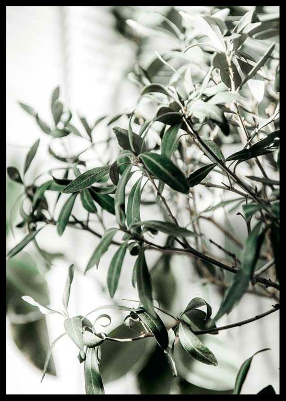 Photographic close-up of the olive tree's narrow green leaves-12