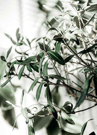 Photographic close-up of the olive tree's narrow green leaves-7