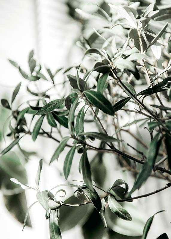 Olive Tree-12