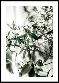 Photographic close-up of the olive tree's narrow green leaves-0