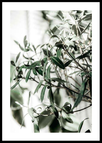 Poszter Olive Tree