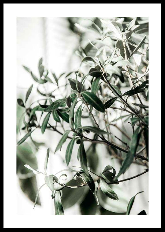 Olive Tree-12