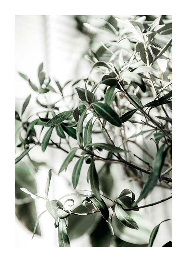 Plakāts Olive Tree