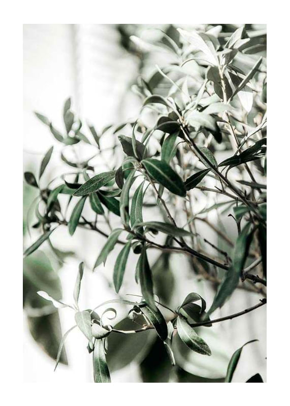Olive Tree-12