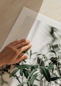 Olive Tree-5