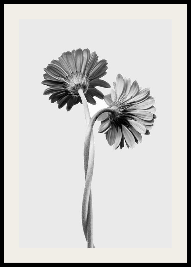 Photographie en noir et blanc de deux marguerites aux tiges entrelacées-12