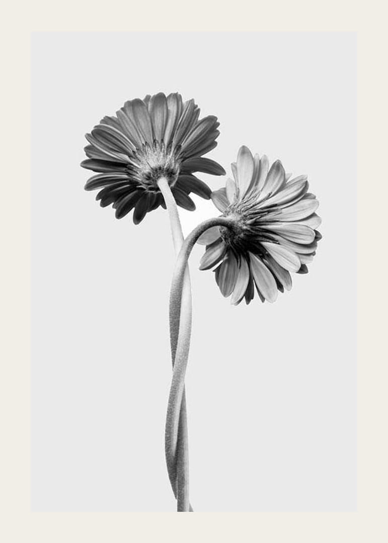 Photographie en noir et blanc de deux marguerites aux tiges entrelacées-12