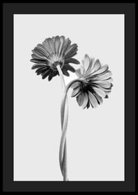 Photographie en noir et blanc de deux marguerites aux tiges entrelacées-4