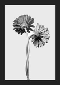 Photographie en noir et blanc de deux marguerites aux tiges entrelacées-5