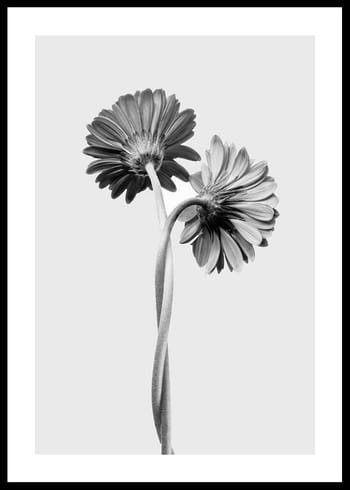 Plakat Daisies Intertwined