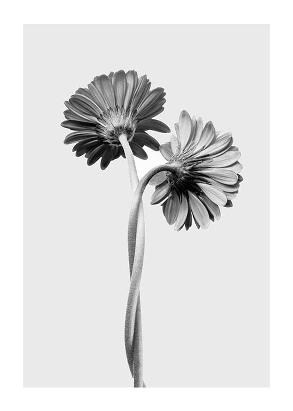Plakāts Daisies Intertwined