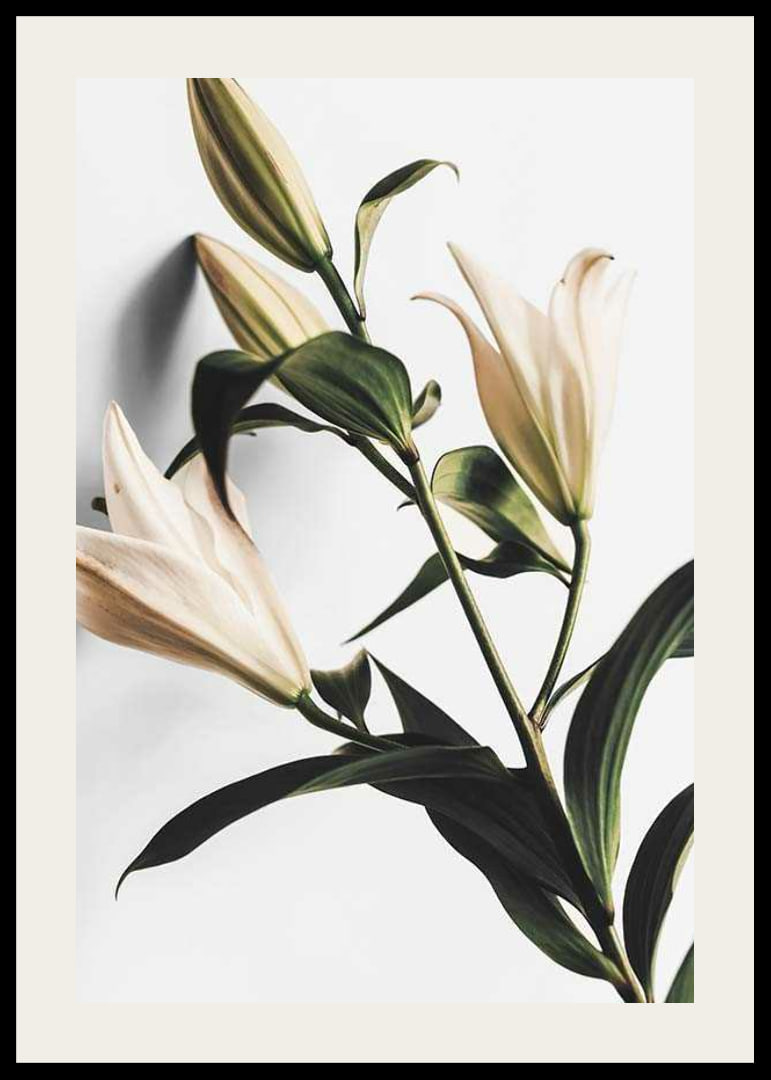 Close-up of white lilies with green leaves against light background-12