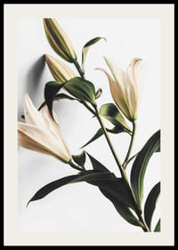 Närbild av vita liljor med gröna blad mot ljus bakgrund-2