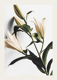 Close-up of white lilies with green leaves against light background-3